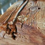 Bague fleur de lotus or