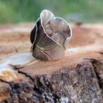 Bague en argent KAREN