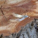 Boucles d'oreilles en argent martelé