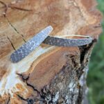 Boucles d'oreilles en argent martelé vintage